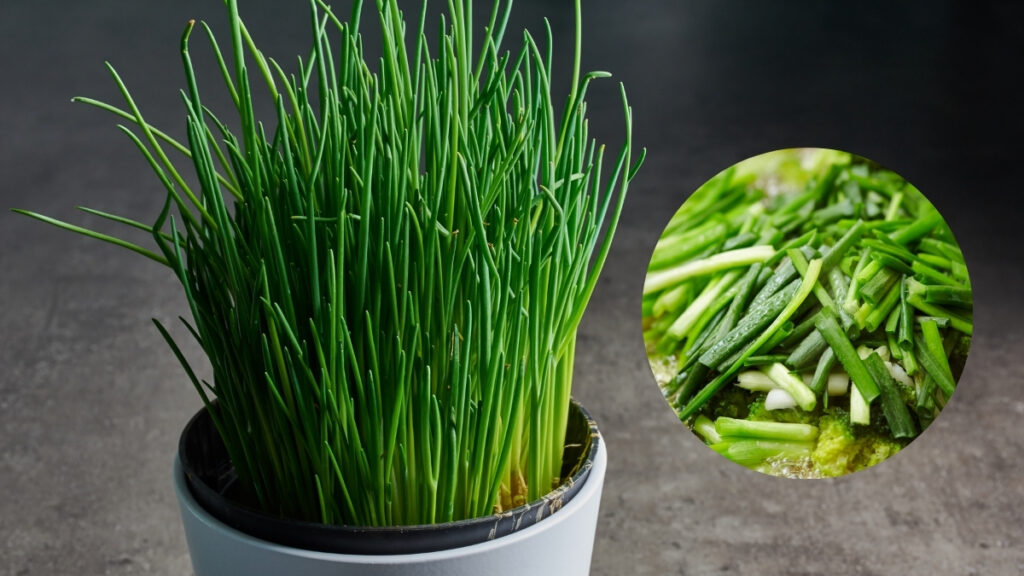 Cultivar a Cebolinha em Vaso